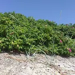 4 Star Holiday Home In Haderslev *